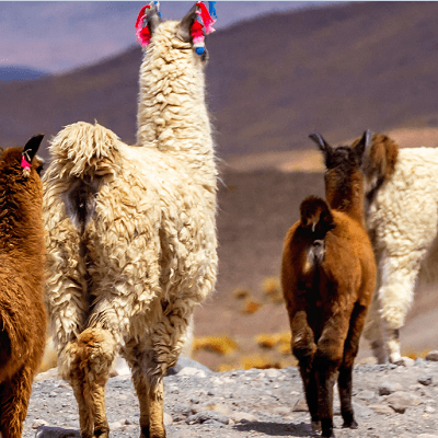 Chile