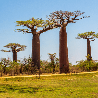 Madagascar