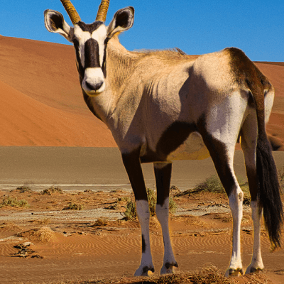 Reisgidsen Namibië